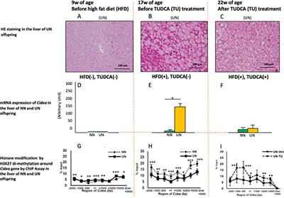 Tauroursodeoxycholic acid as a beneficial modulator for developmentally programed chromatin structure around specific genes